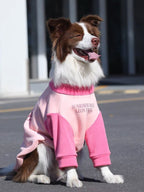 A brown and white Border Collie dog sitting outdoors wearing a pink and light pink dog sweater with a text graphic.