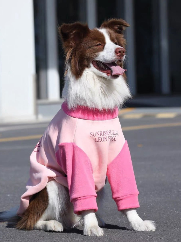 A brown and white Border Collie dog sitting outdoors wearing a pink and light pink dog sweater with a text graphic.
