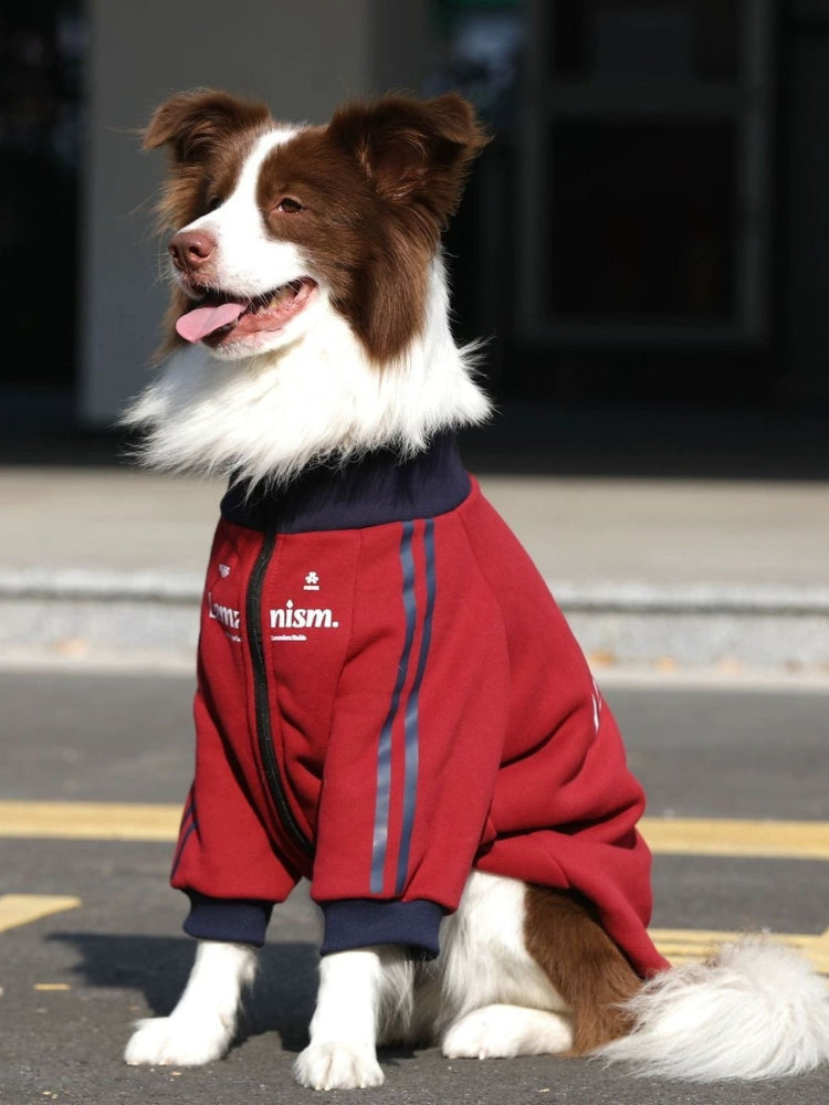 Border Collie dog wearing a red dog jacket with navy blue collar and cuffs, sitting outdoors.