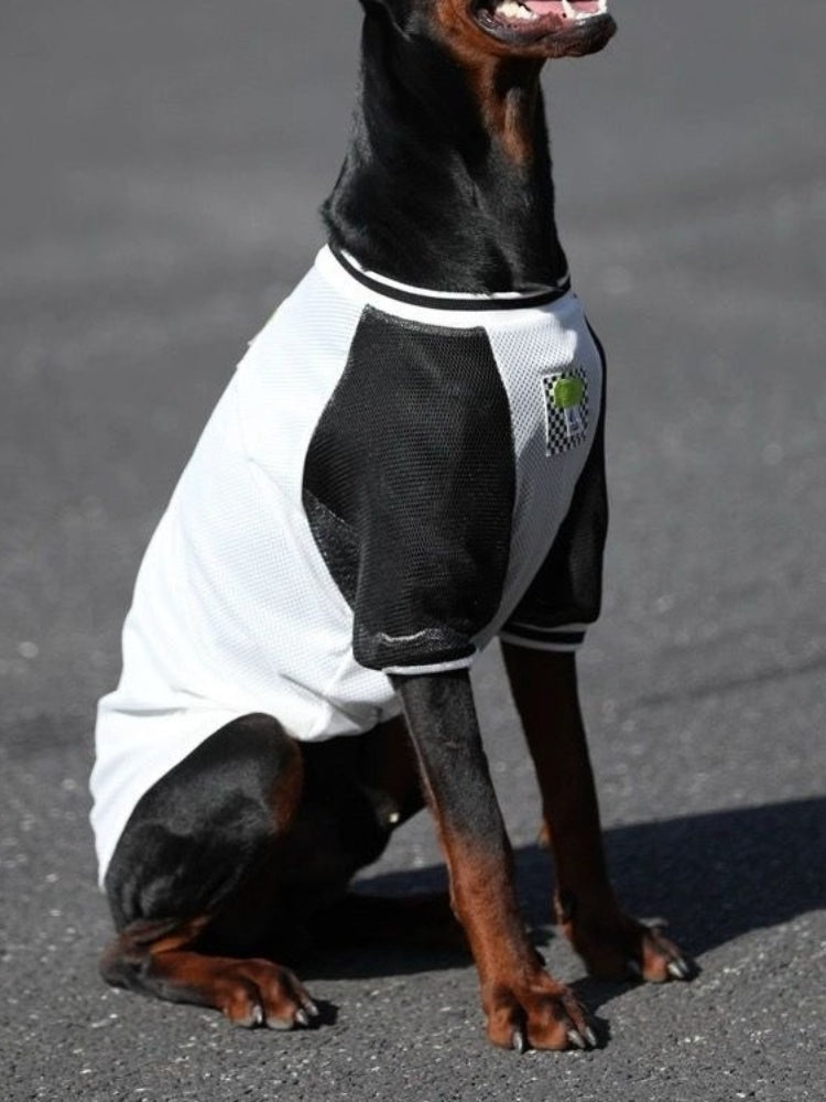 Close-up of a Doberman Pinscher's head and shoulders wearing a black and white mesh tank top.