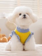 White Bichon Frise wearing a yellow and blue knit dog sweater with ruffled trim.