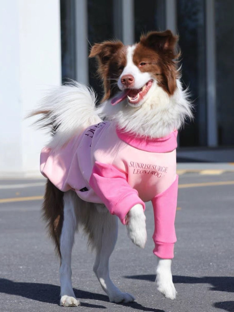 A brown and white Border Collie dog standing on hind legs outdoors wearing a pink and light pink dog sweater with a text graphic.
