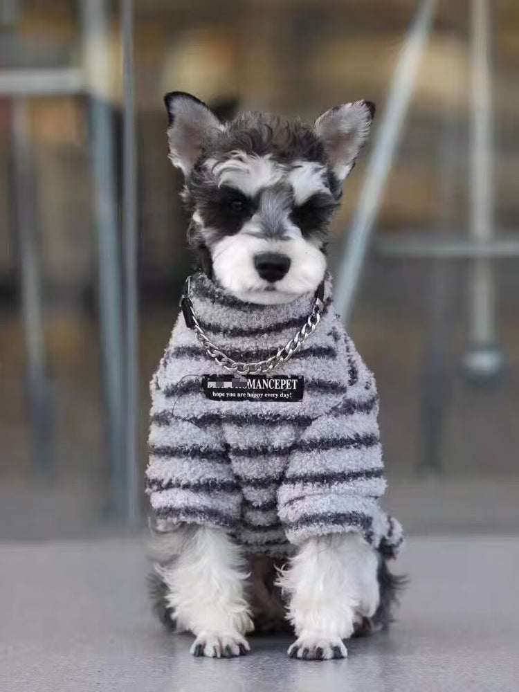 Miniature schnauzer puppy wearing a grey and white striped terry cloth dog sweater with a chain collar detail, sitting down.