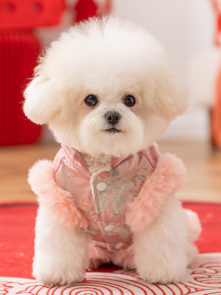 Close-up of a white Bichon Frise dog wearing a pink floral embroidered vest with faux fur trim, front view.