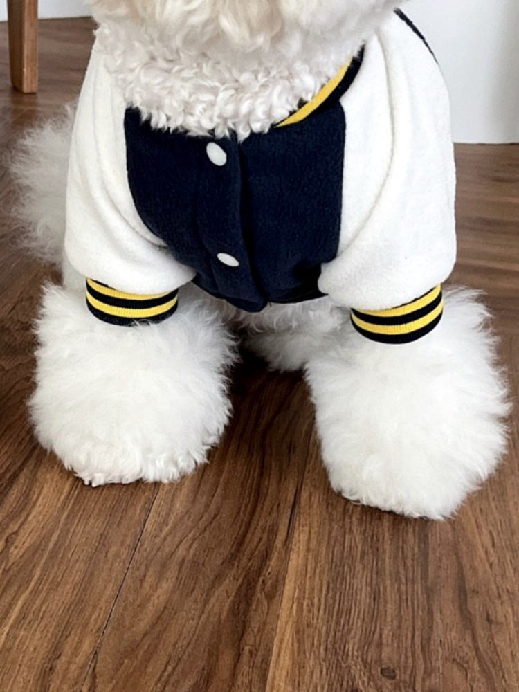 Front view of a white poodle wearing a navy blue and white baseball jacket with yellow trim.