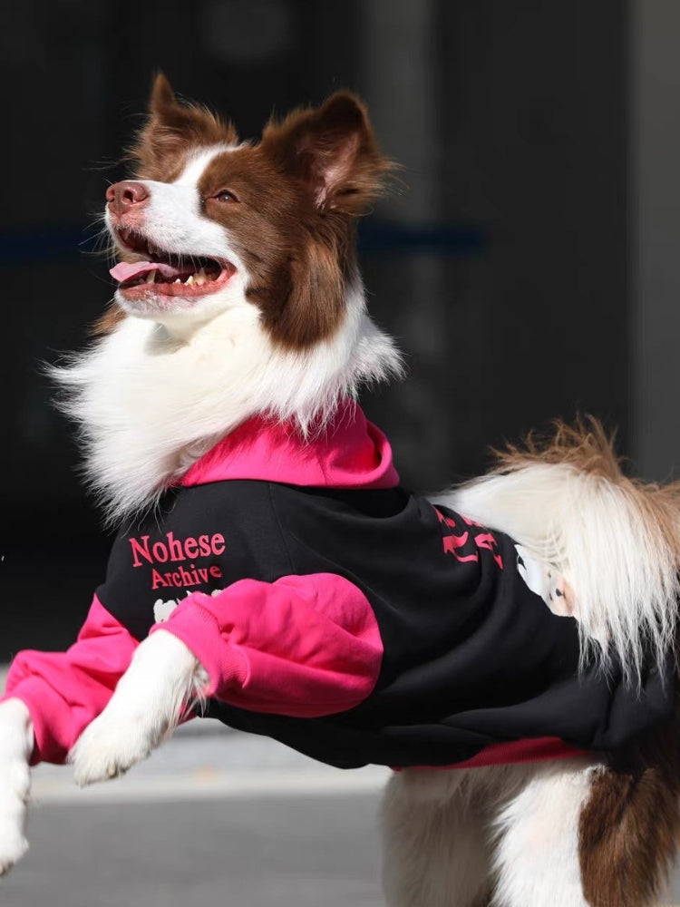 A brown and white Border Collie dog wearing a black and pink hooded sweatshirt, with its front paws raised.