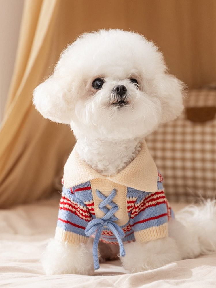 White Bichon Frise dog wearing a blue and red striped sweater with a cream collar and lace-up detail