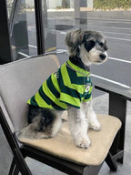 Miniature schnauzer wearing a green and lime striped t-shirt, sitting on a chair and looking to the side.