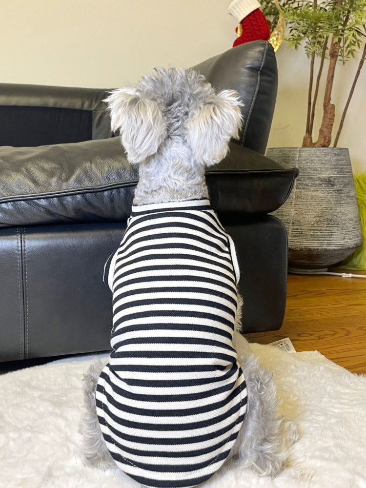 The back view of a miniature schnauzer dog wearing a black and white striped dog vest.