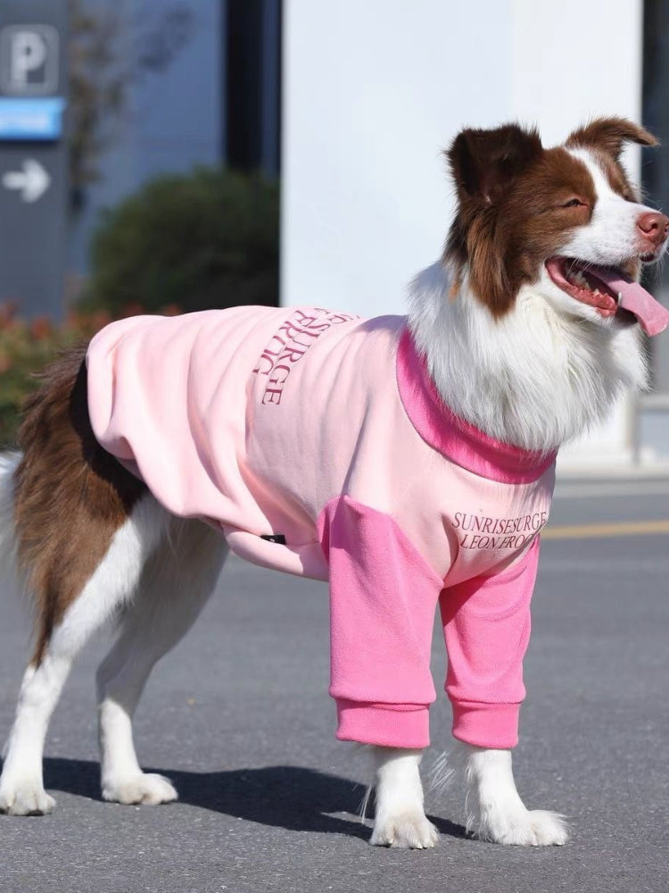 A brown and white Border Collie dog standing outdoors wearing a pink and light pink dog sweater with a text graphic.
