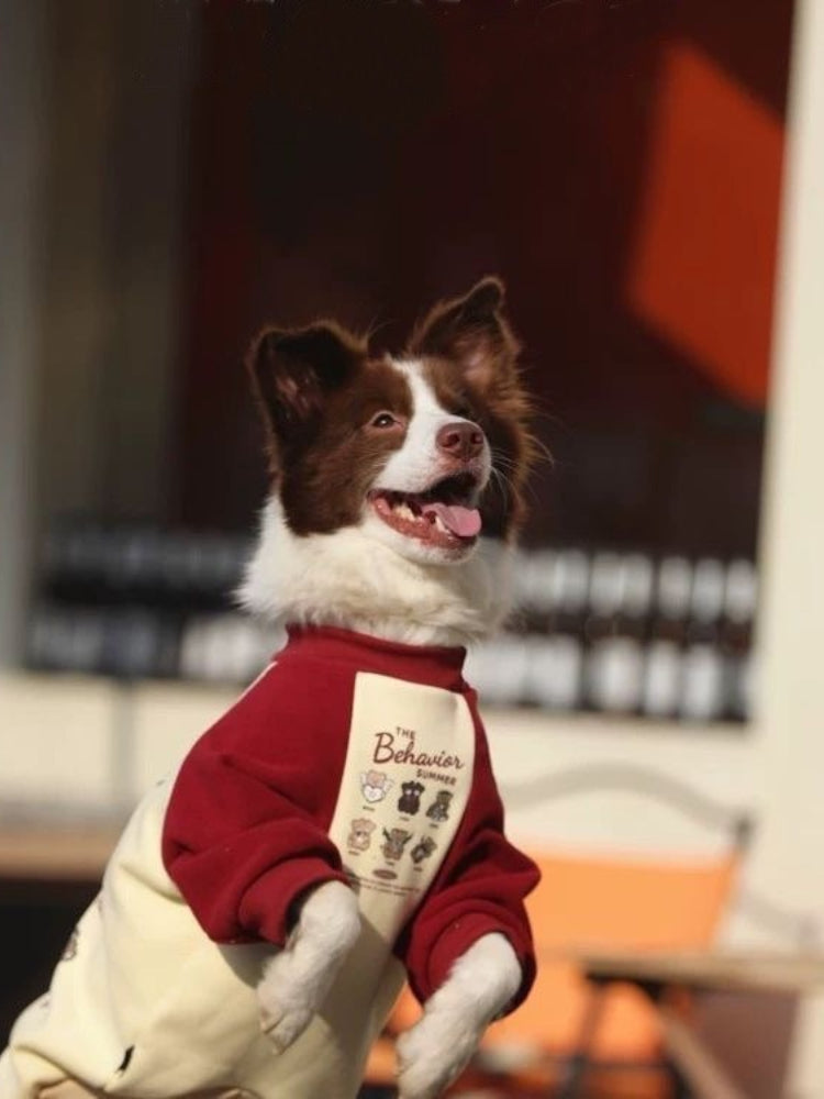 A brown and white Border Collie dog in a cream and maroon dog sweater, standing on its hind legs.