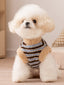 White bichon frise dog wearing a blue and brown striped fleece vest with sherpa trim