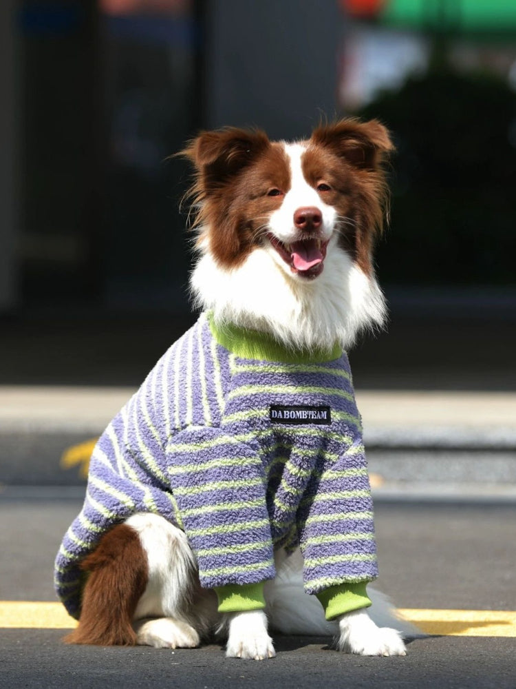 Border Collie dog wearing a purple and green striped dog sweater, sitting outdoors.
