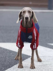 Sporty Zip-Up Fleece Track Jacket For Large Dogs