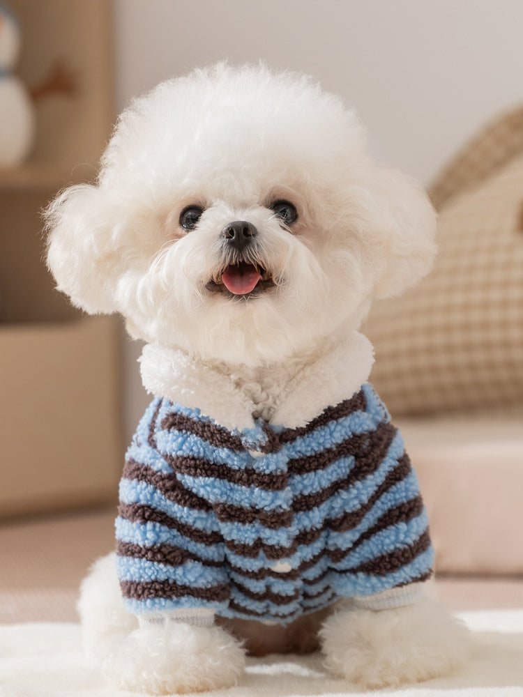 A white Bichon Frise dog wearing a blue and brown striped fleece hoodie.