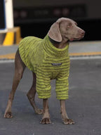 Weimaraner dog wearing a lime green striped dog sweater standing on asphalt