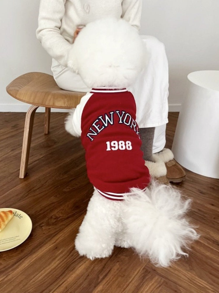 White poodle wearing a red baseball jacket with 'New York 1988' on the back, sitting near a person.