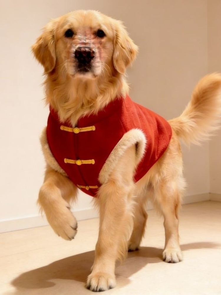 Golden Retriever dog wearing a red Chinese style vest with faux fur trim and gold frog buttons, lifting a paw.