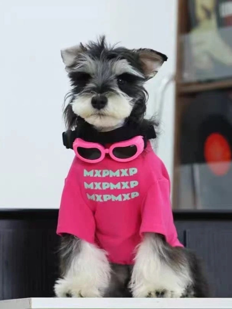 Miniature schnauzer dog wearing a pink t-shirt with sunglasses accessory