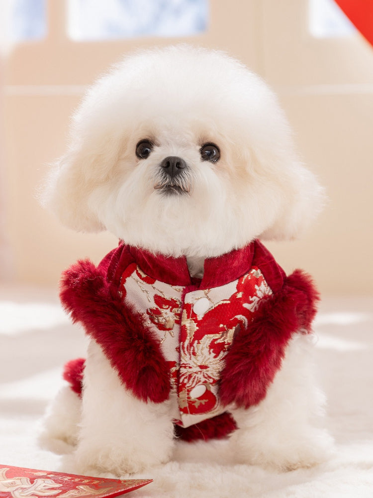 White fluffy dog wearing a red and gold traditional Chinese-style coat with faux fur trim