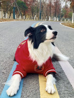 Border Collie dog in a red hooded sweatshirt lying down on a paved path with colorful lines.