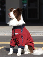 Side profile of a Border Collie dog wearing a red dog jacket with navy blue collar and cuffs, sitting outdoors.