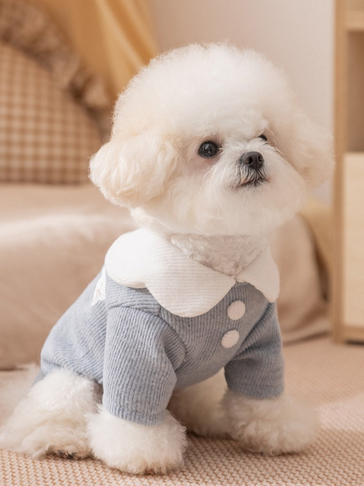 A white Bichon Frise dog wearing a light blue ribbed knit sweater with a white ruffled collar and two decorative white buttons. The dog is sitting on a beige surface.