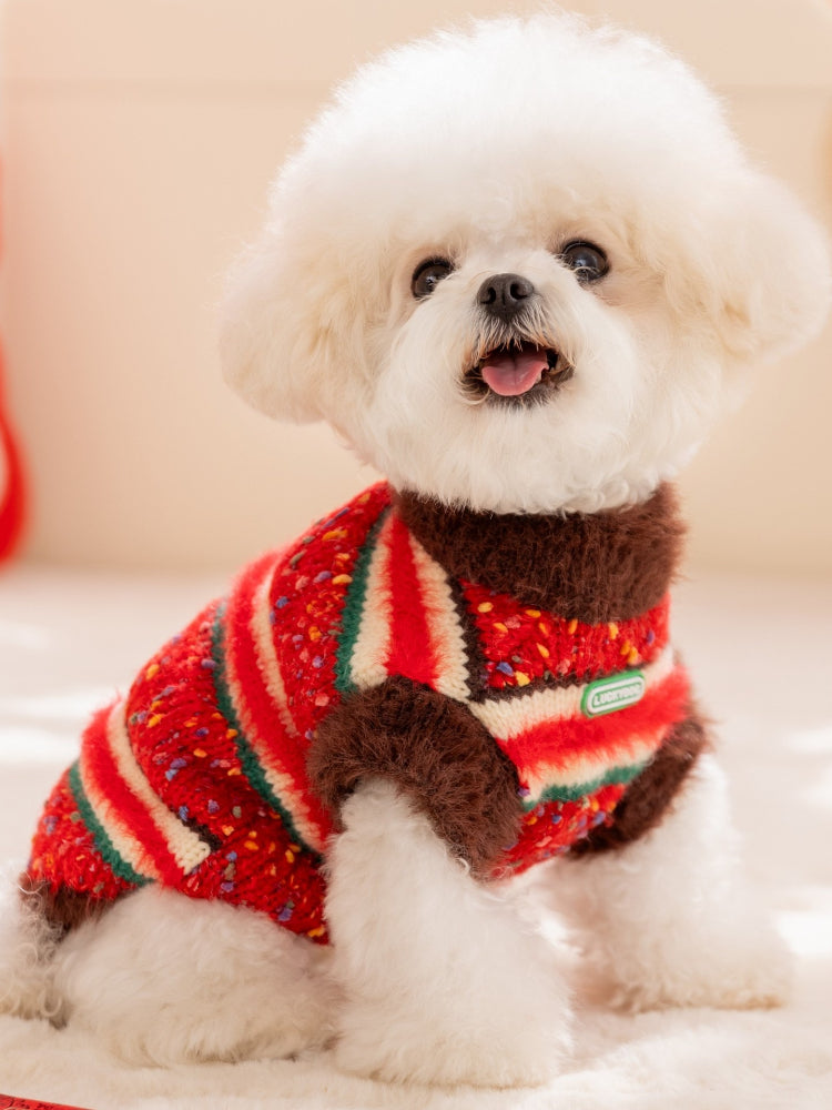 A white bichon frise dog wearing a red, white, and green striped sweater with a brown collar and trim.