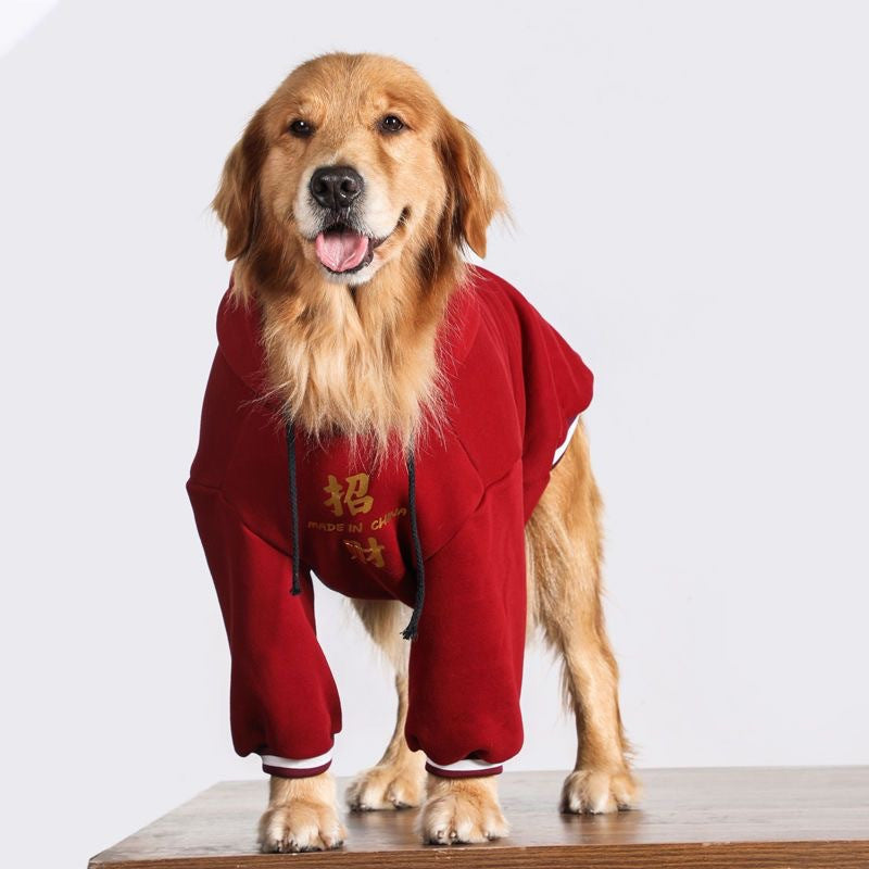 Front view of a golden retriever dog standing and wearing a red hoodie with Chinese characters