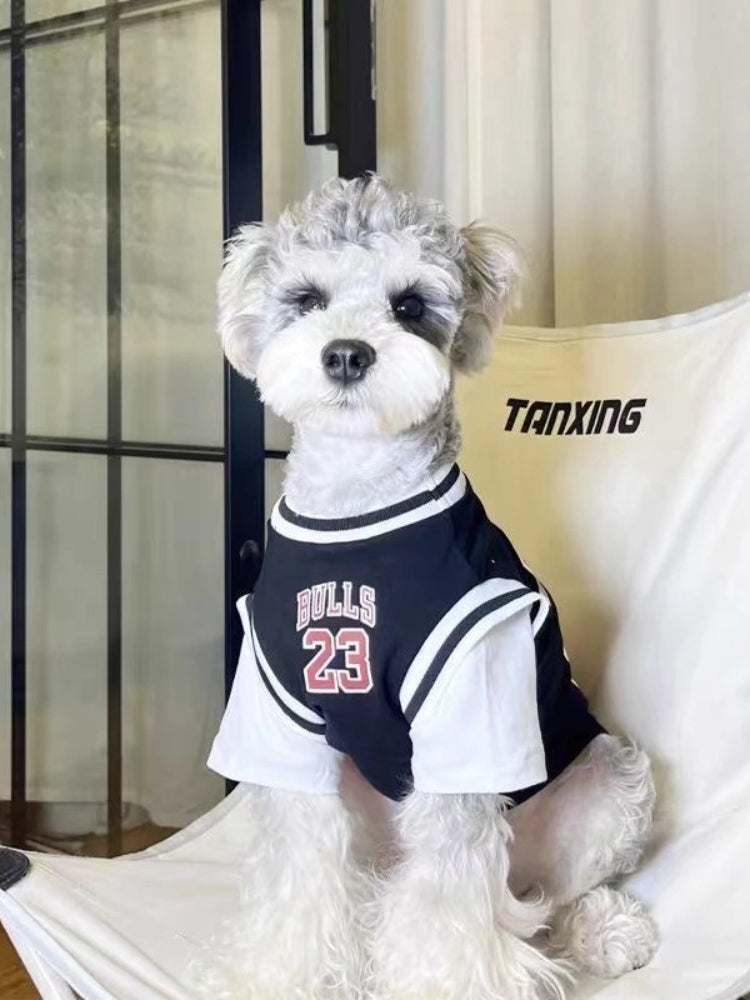 A small grey and white dog is seated in a chair, wearing a black and white basketball jersey with "BULLS 23" on the front.