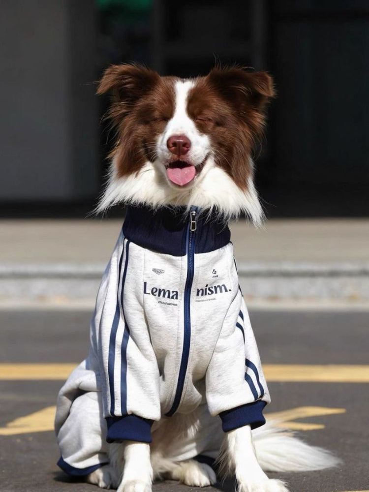 Border Collie dog wearing a grey dog jacket with navy blue collar and cuffs, sitting outdoors.