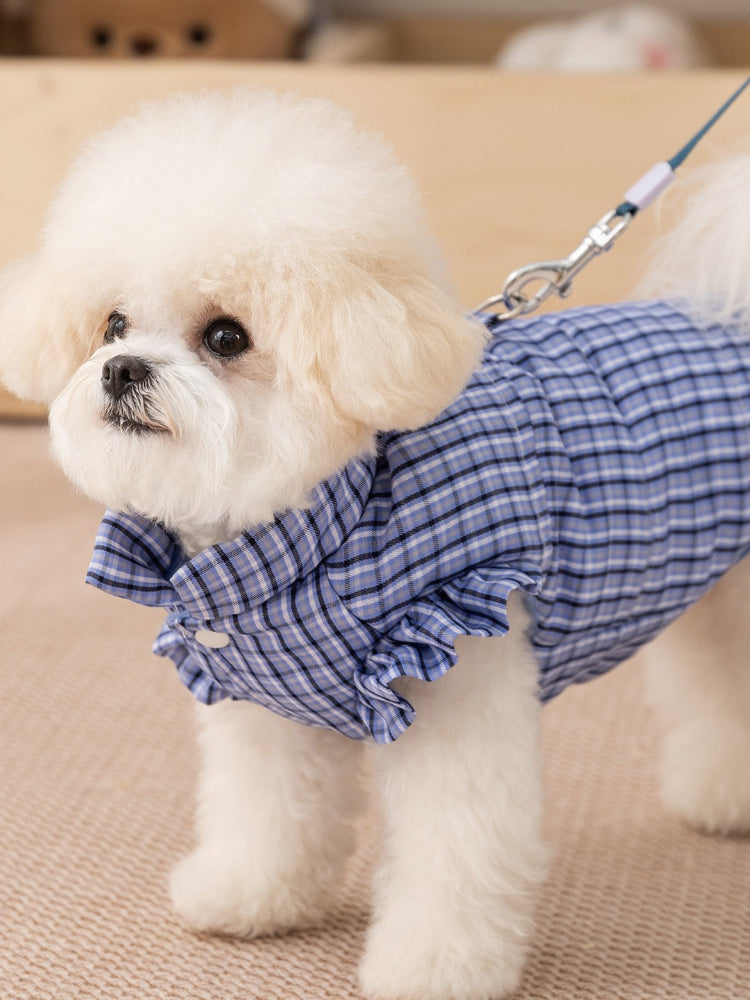 A white bichon frise dog wearing a blue plaid dog vest with ruffled sleeves, with a leash attached.