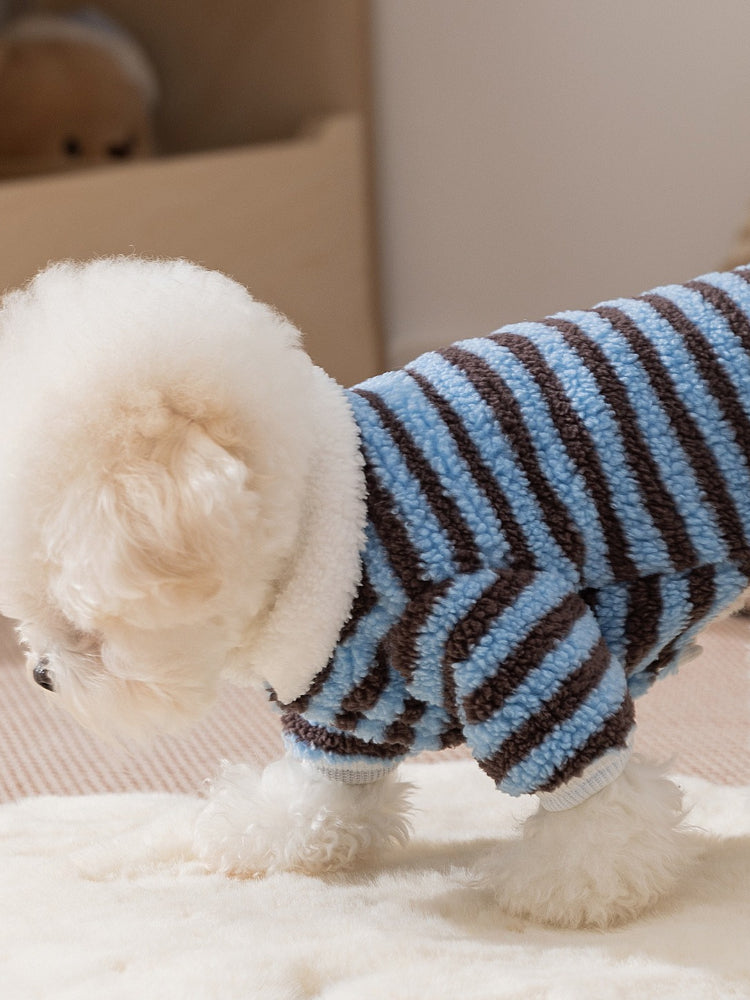 A white Bichon Frise dog wearing a blue and brown striped fleece hoodie, shown from the side while walking.
