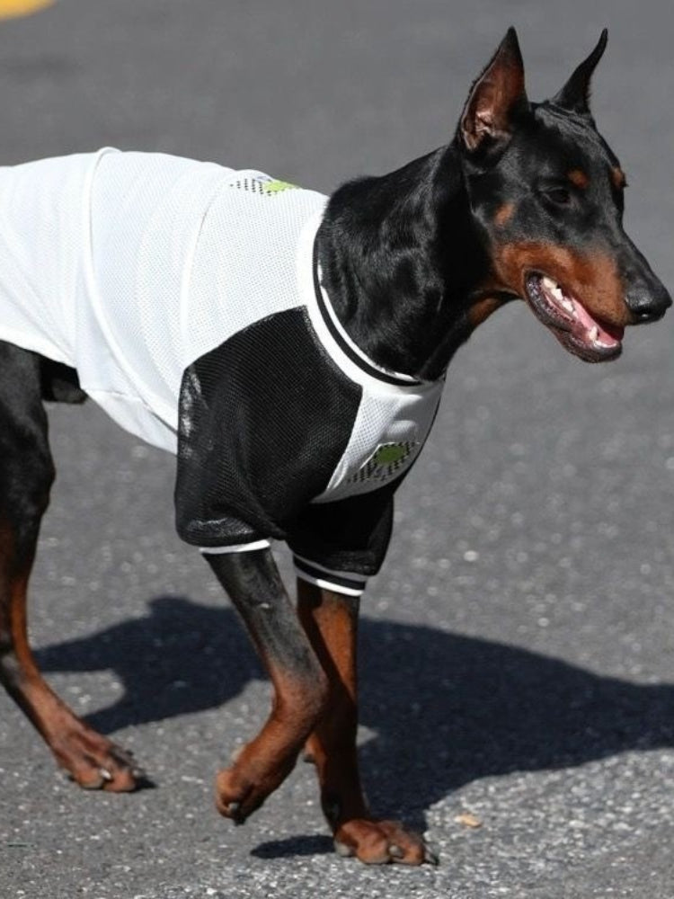 Doberman Pinscher walking in a black and white mesh tank top.