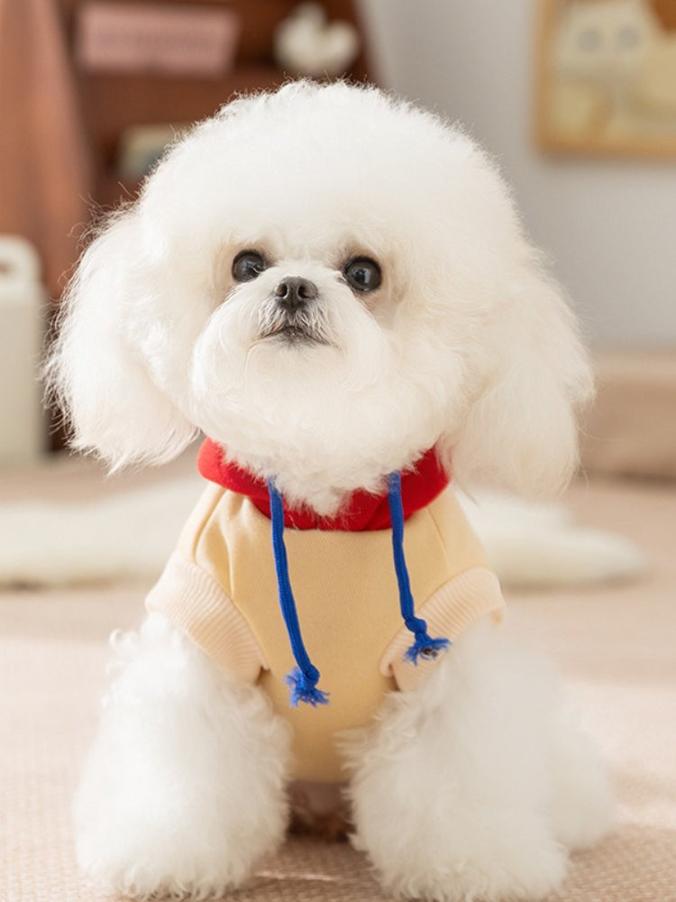 A white Bichon Frise dog wearing a yellow hoodie with a red hood, blue drawstrings, and a graphic print on the back.