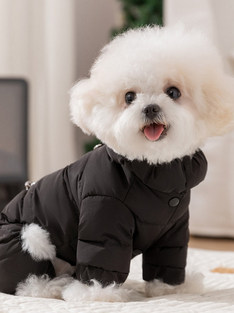 Close-up of a white bichon frise dog wearing a black puffer coat, head facing forward