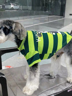Miniature schnauzer wearing a green and lime striped t-shirt, standing on a chair and looking to the side.