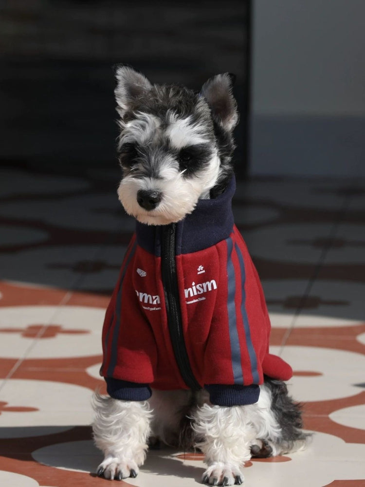 Miniature schnauzer dog wearing a red zip-up jacket with navy blue trim and stripes, looking forward