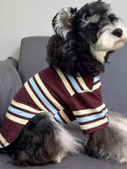 Side view of a miniature schnauzer dog wearing a striped long-sleeved shirt.