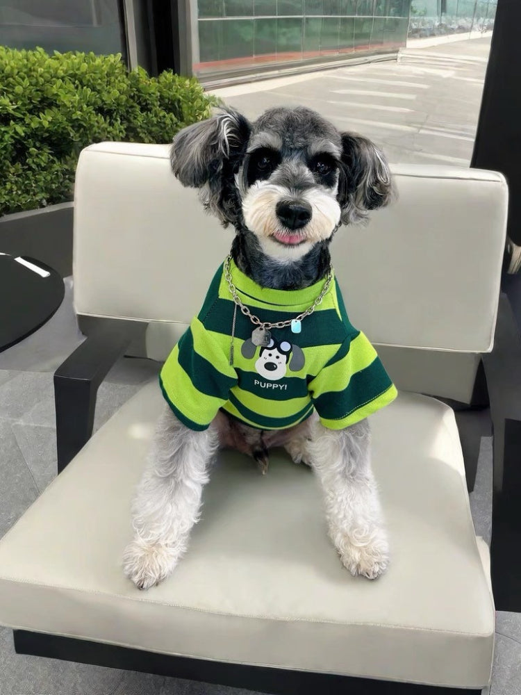 Miniature schnauzer wearing a green and lime striped t-shirt with a puppy graphic on the front, sitting on a white chair. Main image