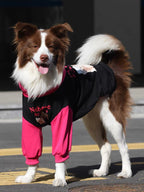 A brown and white Border Collie dog wearing a black and pink hooded sweatshirt, standing outdoors.