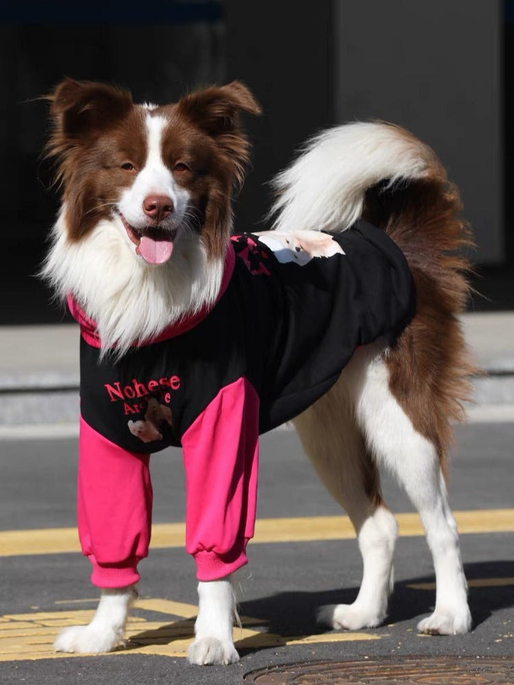 A brown and white Border Collie dog wearing a black and pink hooded sweatshirt, standing outdoors.