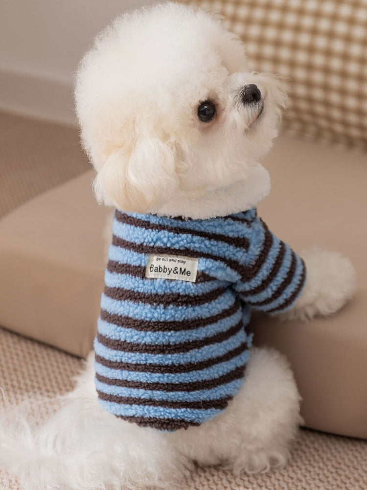 A white Bichon Frise dog wearing a blue and brown striped fleece hoodie, shown from the side.