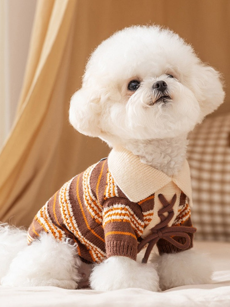 Side view of a white Bichon Frise dog wearing a brown and orange striped knit sweater.