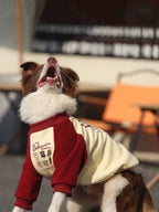 A brown and white Border Collie dog wearing a cream and maroon dog sweater, with its mouth open.