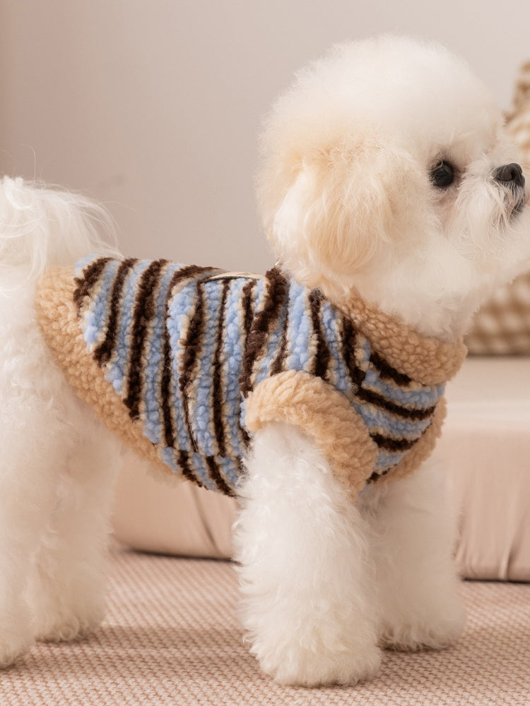 Side view of a white bichon frise dog wearing a blue and brown striped fleece vest with sherpa trim
