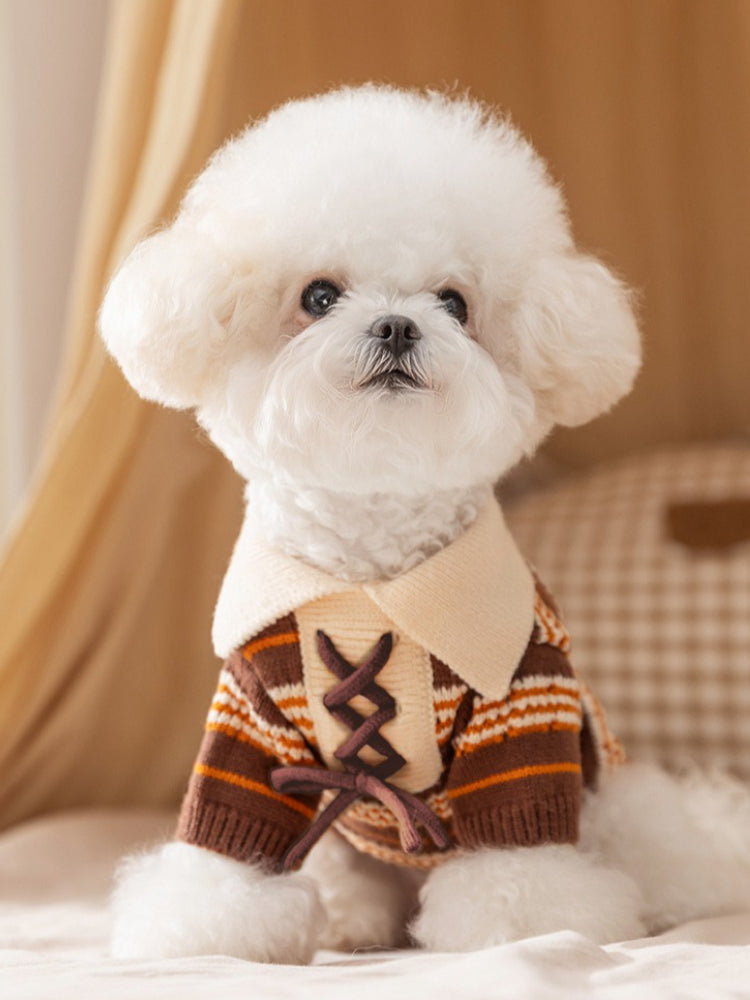 White Bichon Frise dog wearing a brown and orange striped sweater with a cream collar and lace-up detail