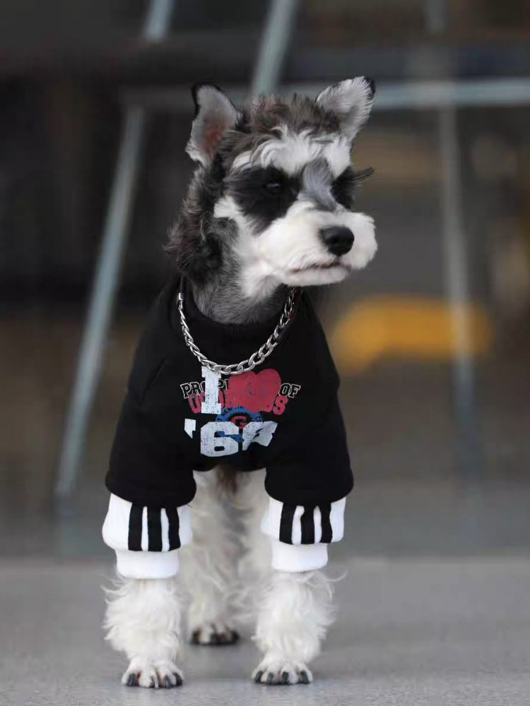 Front view of a Mini Schnauzer dog wearing a black graphic print sweater