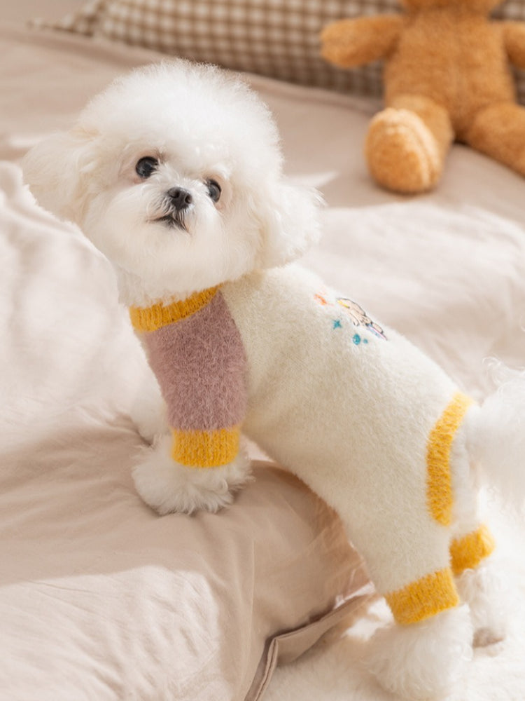 Front view of a white Bichon Frise dog wearing a color block sweater, looking at the camera.