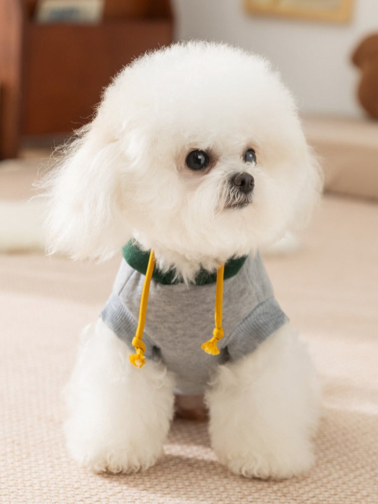 A white Bichon Frise dog sitting down, wearing a grey hoodie with a green accent on the hood and yellow drawstrings.